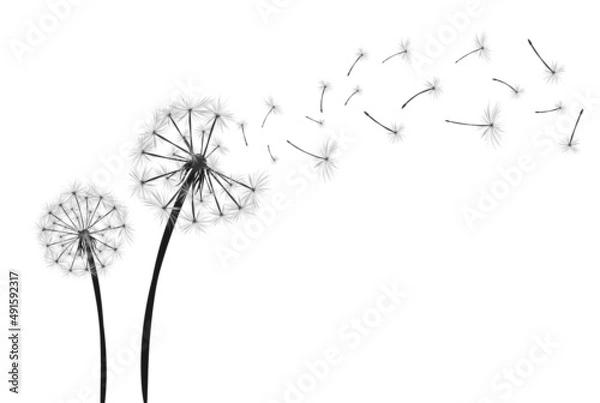 Fototapeta Dandelion with flying seeds on white background banner. Vector illustratin for fabric, card design, baby clothings, print, wall decor.