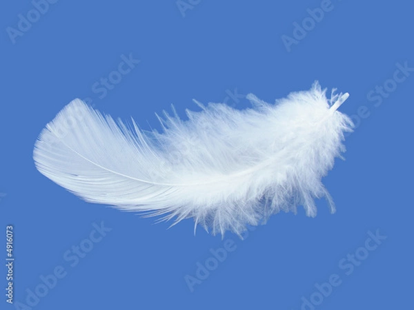 Obraz White feather