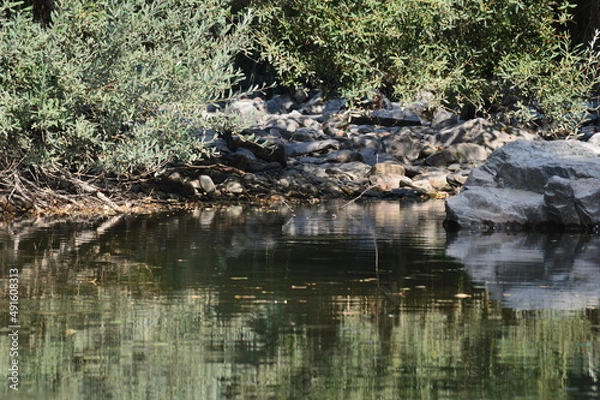 Fototapeta Ribeira vai Cheia