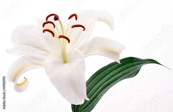 Obraz カサブランカ