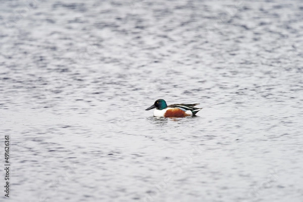 Obraz Eurasian shoveler duck profile