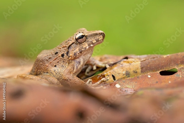 Fototapeta Craugastor fitzingeri is a species of frog in the family Craugastoridae. It is found in northwestern Colombia, Panama, Costa Rica, eastern Nicaragua, and northeastern Honduras.