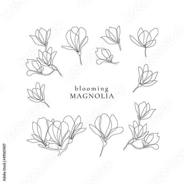 Obraz Set of outline blooming magnolia twigs.