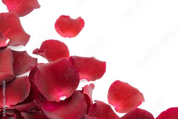 Obraz Red rose petals