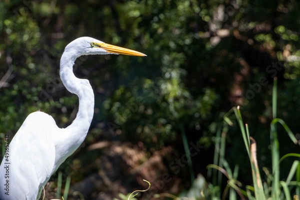 Obraz Great Egret Bird with Background