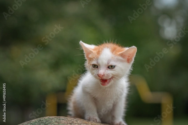 Fototapeta Portrait of a small white kitten on a stone in the park.