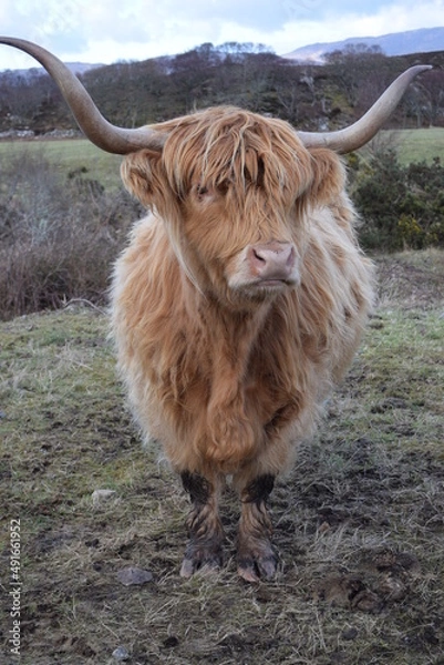 Obraz Highland Cow