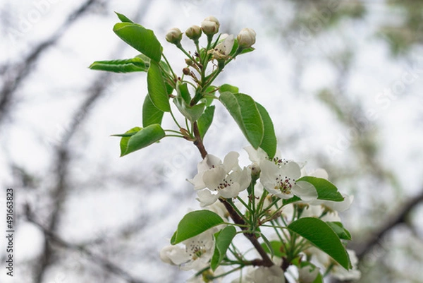 Fototapeta Flowers on the branches of an apple tree.