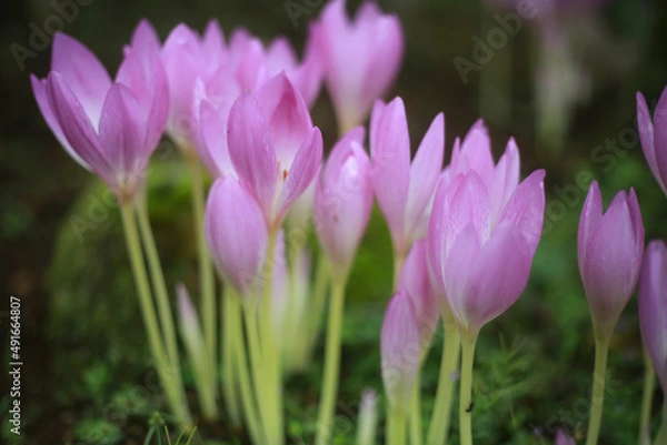 Fototapeta クロッカス