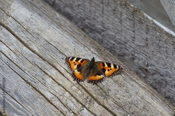 Obraz butterfly on the ground