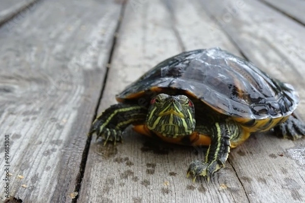 Obraz turtle on the boards