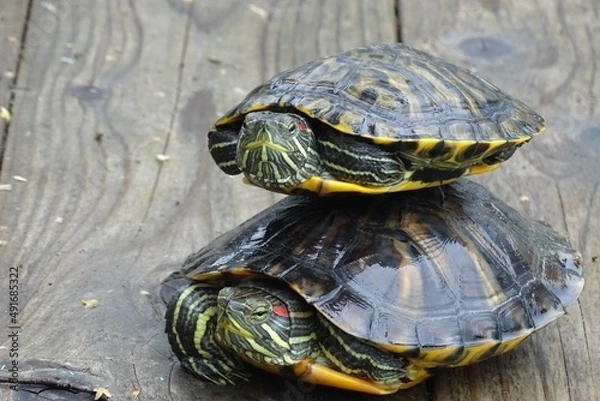 Obraz two turtles
