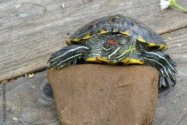 Obraz turtle on the stone