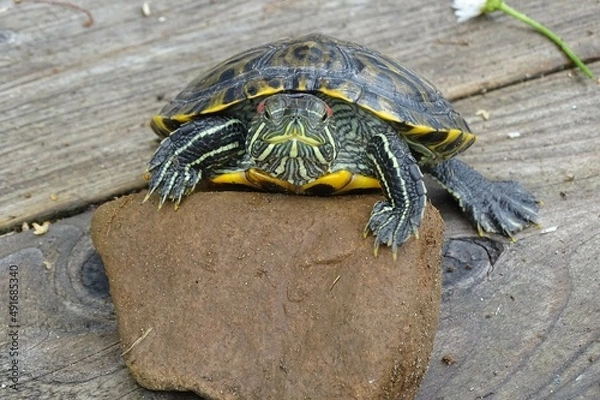Obraz turtle on a rock