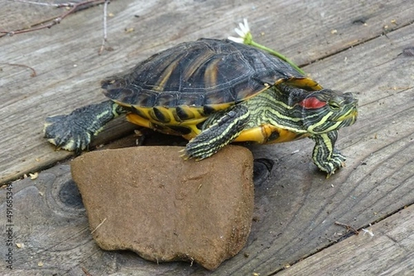 Obraz turtle on the stone