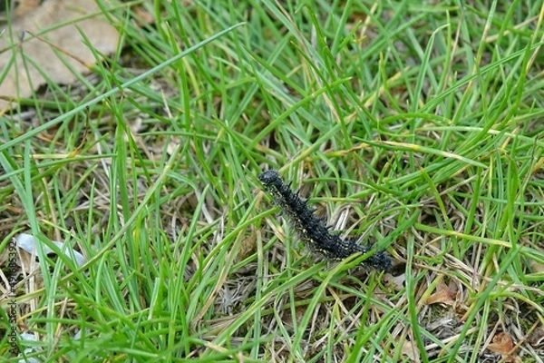 Obraz caterpillar on the grass