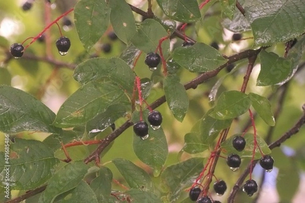 Obraz berries on a tree
