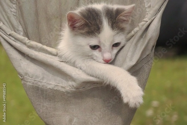 Obraz kitten in a bag
