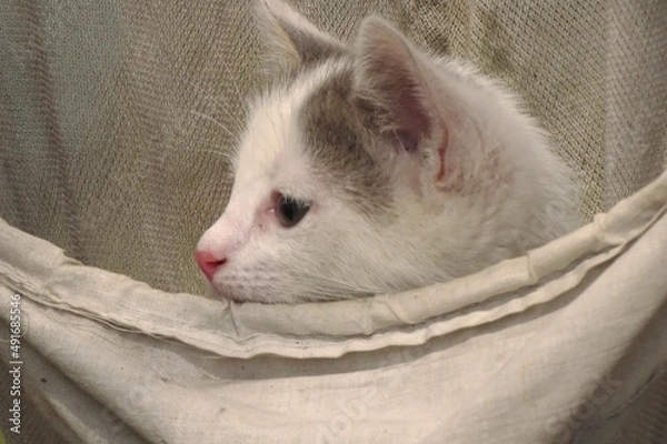 Obraz cat in a basket