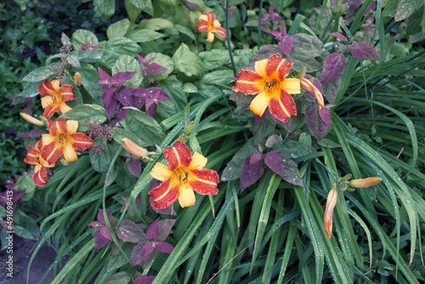 Obraz red and yellow flowers