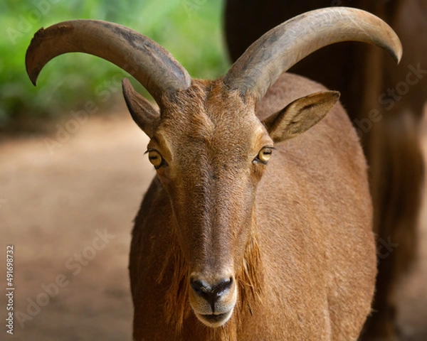 Obraz Brown goat looking at the camera