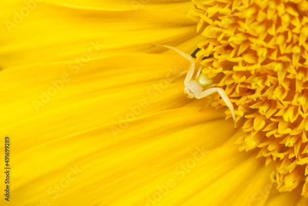 Obraz Spider hidden on a sunflower