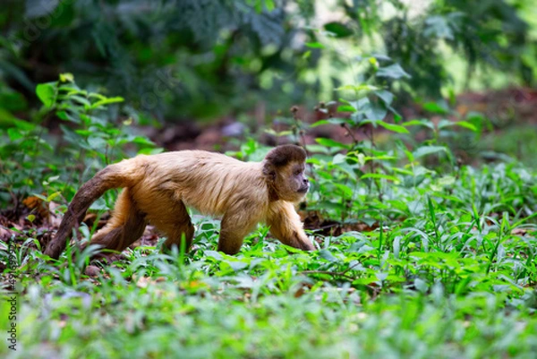 Fototapeta A yellow monkey walking on the ground