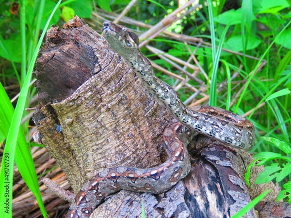 Fototapeta harmless snakes, poisonous snakes such as rattlesnakes, handling of snakes
