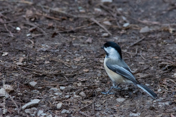 Fototapeta black capped chickadee