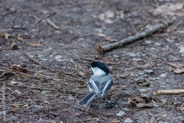 Fototapeta black capped chickadee