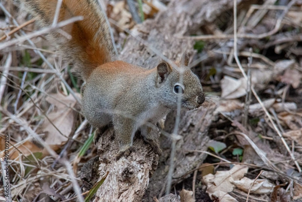 Fototapeta squirrel in the forest