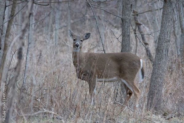 Obraz white tail deer