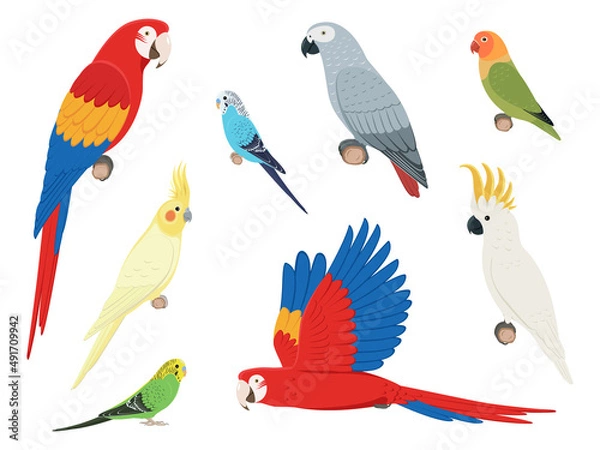 Fototapeta Set of different parrots
