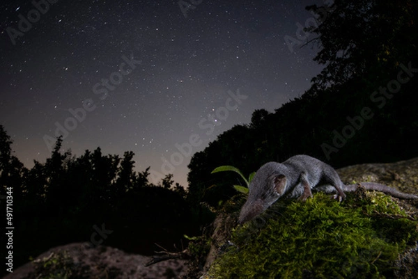 Obraz Mustiolo Etrusco