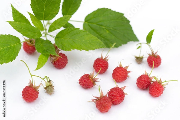 Fototapeta raspberry branch thrown on the surface of white color - with leaves, clusters of ripe berries