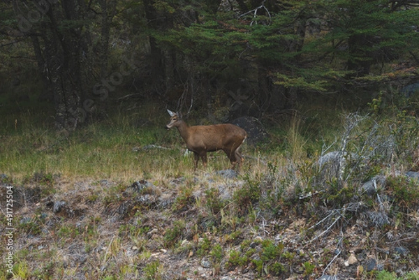 Obraz huemul desde lejos