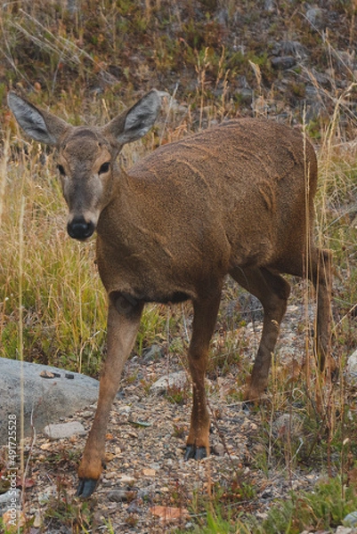 Obraz huemul en primer plano