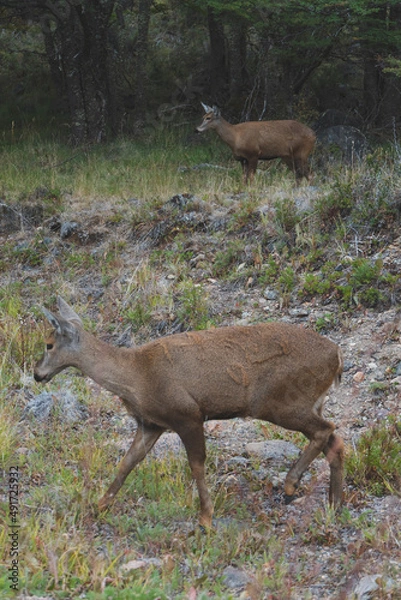 Obraz dos huemules en vertical