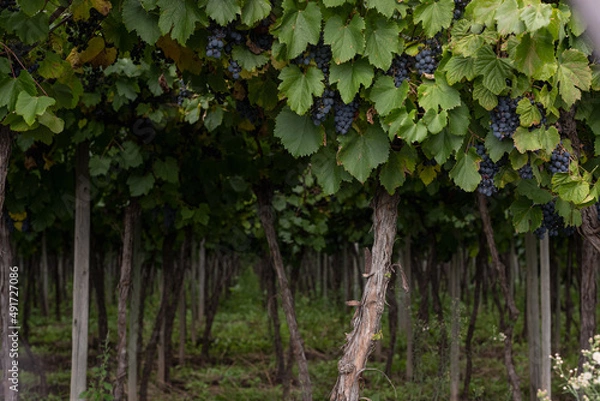 Obraz vineyard grape closeup for wine