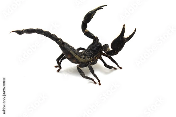 Fototapeta scorpion on white background