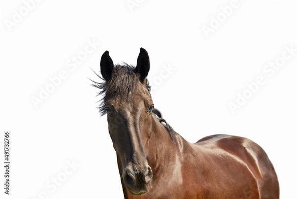 Obraz Portrait of a young dark bay horse in front of a white background