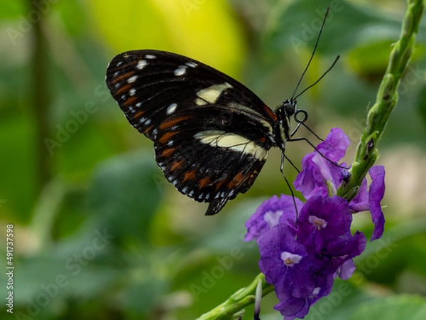 Fototapeta butterfly on flower