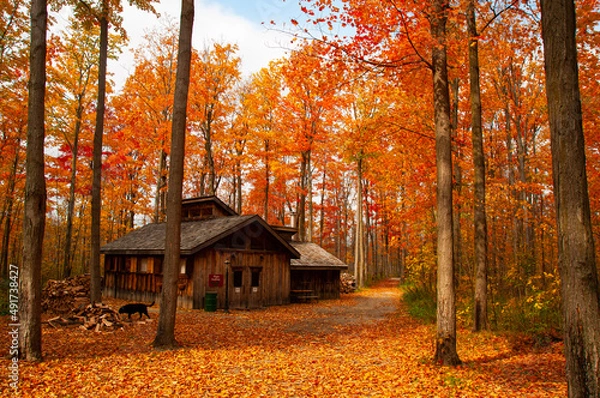 Fototapeta Cabin in autumn