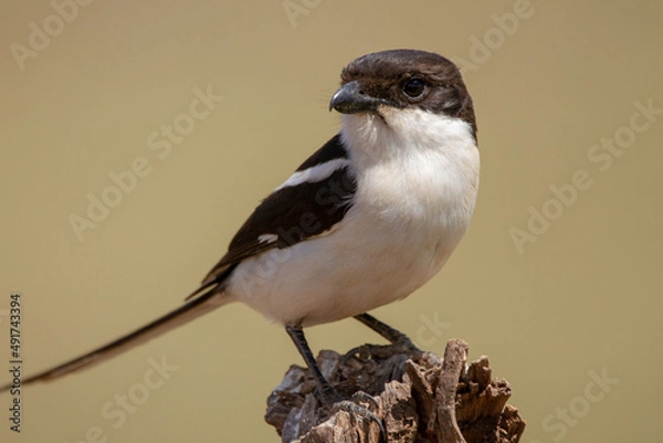 Obraz Common Fiscal Shrike in Africa