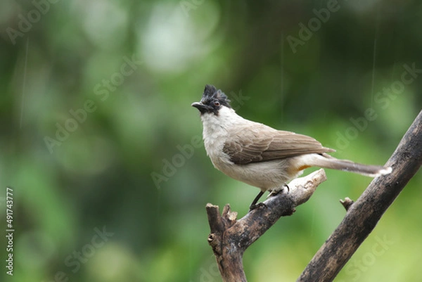 Fototapeta A Sooty-headed Bulbul on branch
