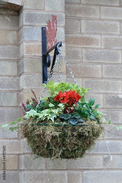 Obraz winter hanging basket