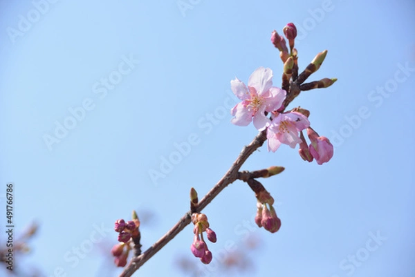 Fototapeta 河津桜-1