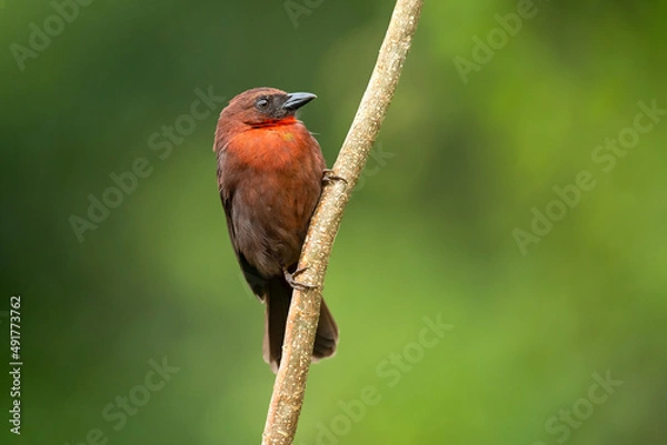 Fototapeta The red-throated ant tanager (Habia fuscicauda) is a medium-sized passerine bird. This species is a resident breeder on the Caribbean slopes from southeastern Mexico to eastern Panama.