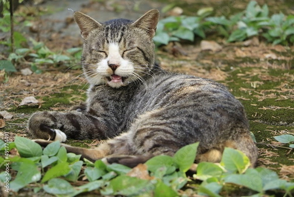 Obraz にっこりする猫