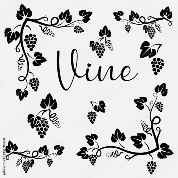 Obraz Grape vine design element background.
